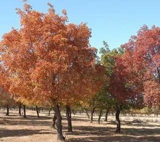 蒙古栎树也叫橡树,蒙古栎辽东栎的区别