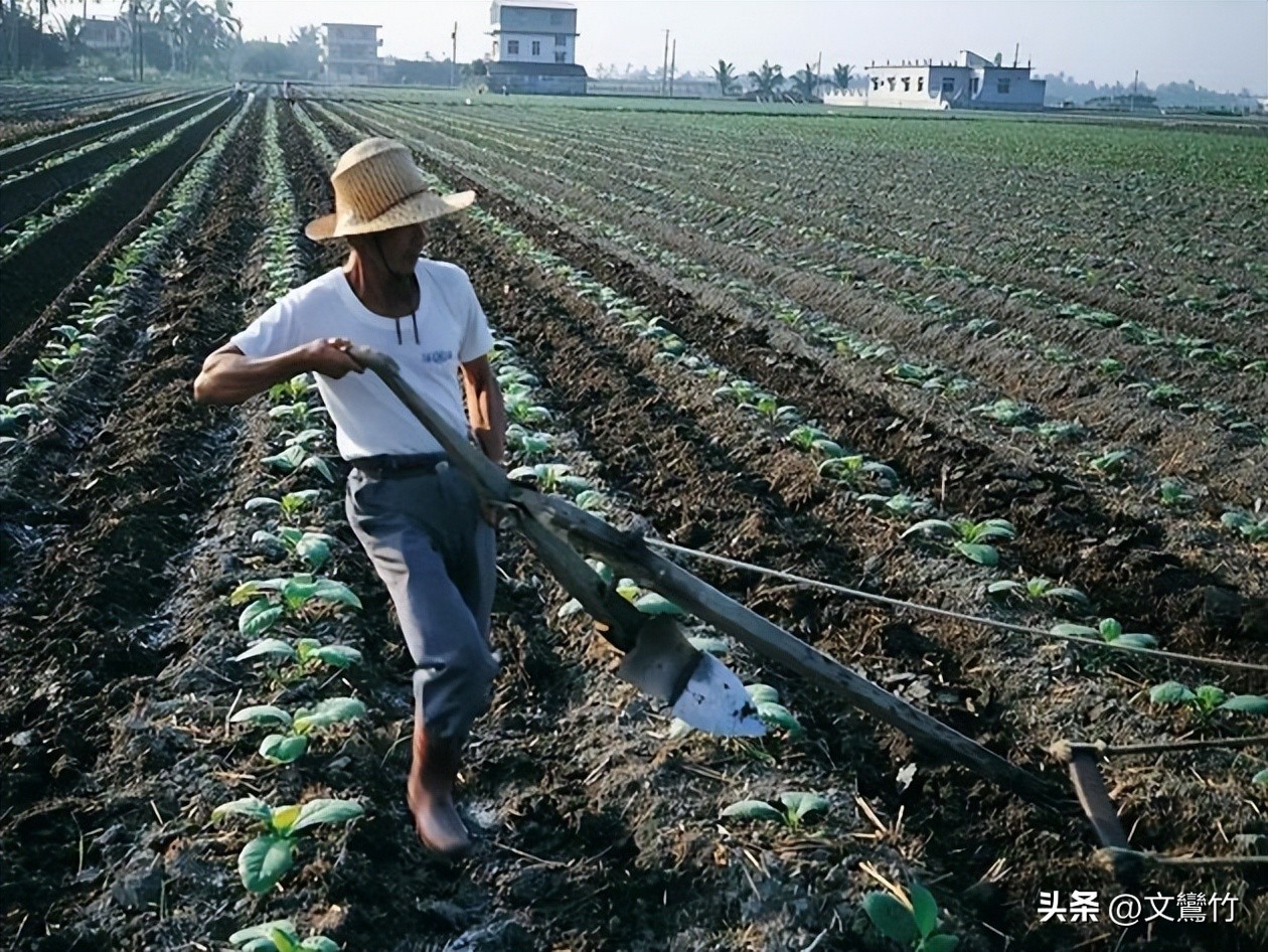 东北小伙海参崴,东北小伙去海参崴创业