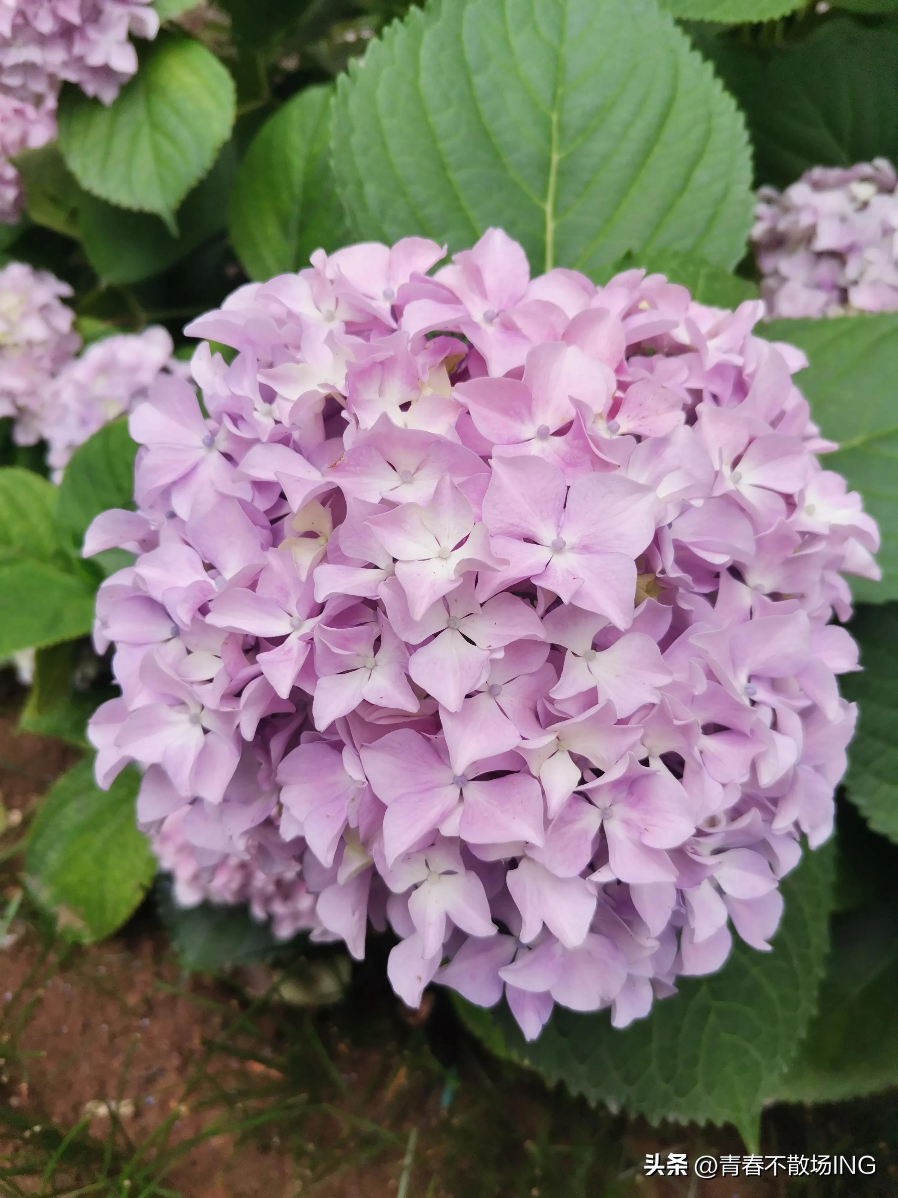 我妈住院了原版,我妈住院图片