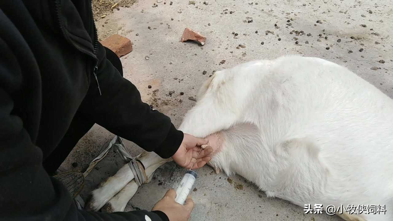 母羊乳房炎怎么治疗？母羊乳房炎的症状与治疗方法，本文来解答！