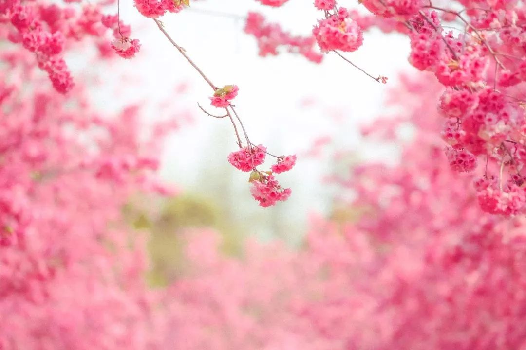 昆明三月赏花攻略出炉,昆明周边最美赏花打卡点