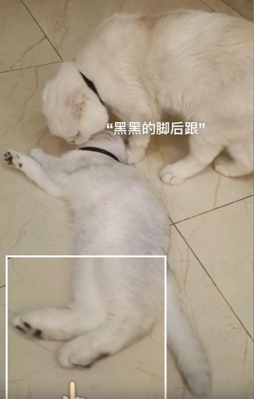 猫界顶流刘二豆,喵界顶流二豆