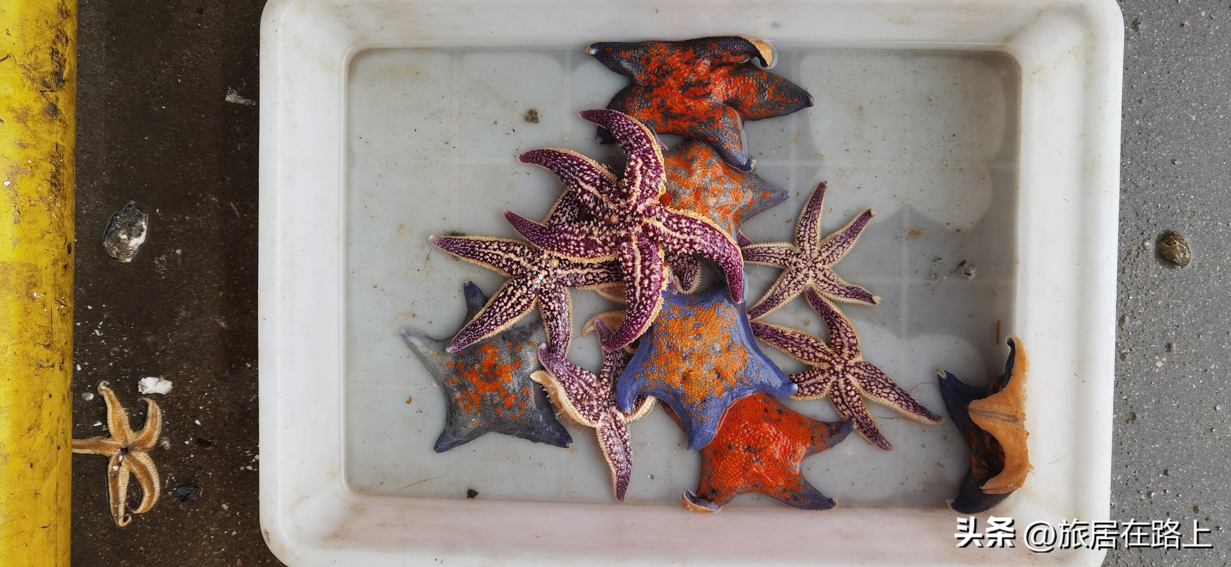 日照天气,日照直播