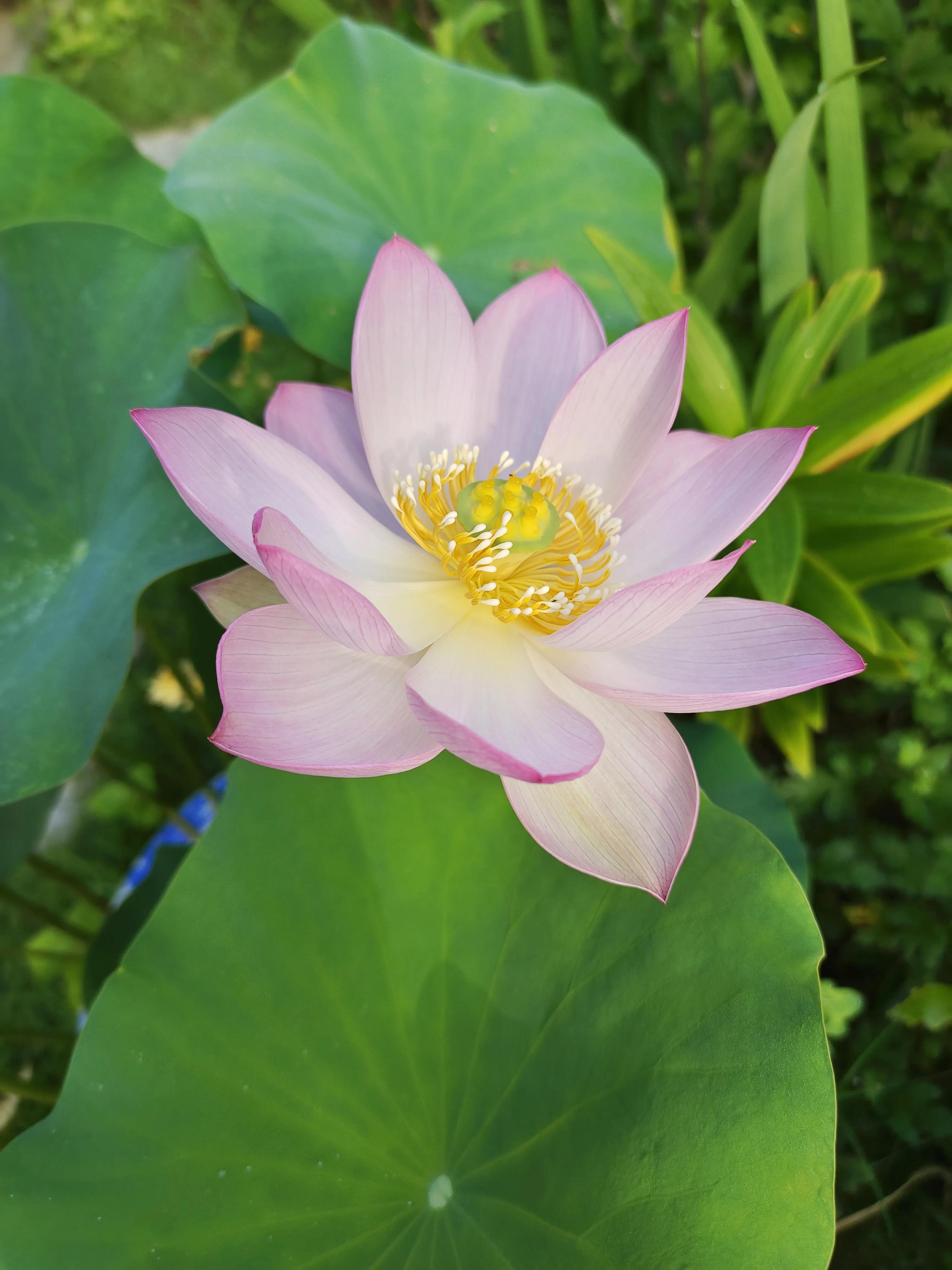 夏天，荷叶，葡萄，草坪，园子里的清凉搭配