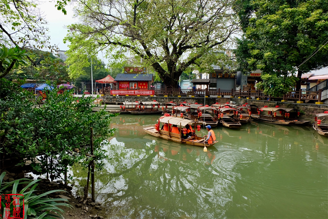古村探寻｜广东佛山顺德一日打卡杏坛镇两个岭南水乡