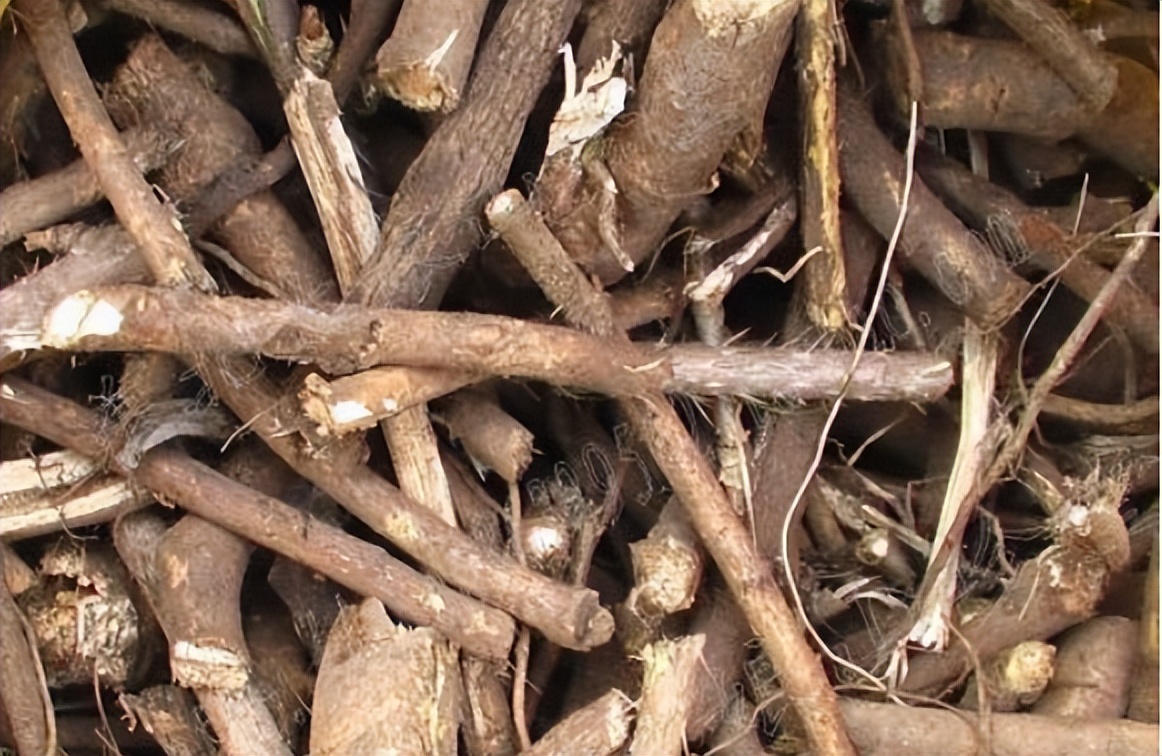 刺五加植物的识别方法,带你识别白薇