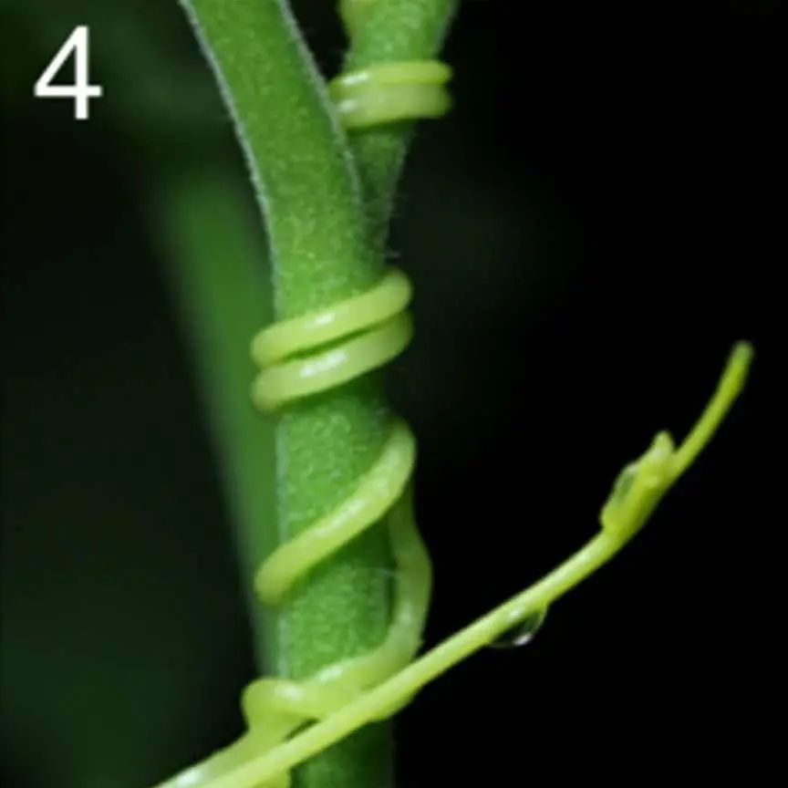 “菟菟”那么可爱，为什么还要这么卷呢？