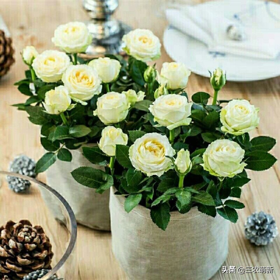 带你认识十种月季,介绍各种月季花的特点