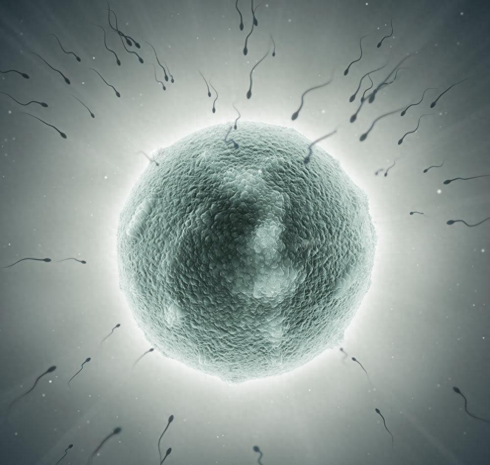 失落的小勇士们,踏上了怀孕之路