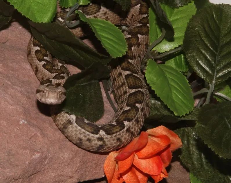 「原来欧洲有这么多种蛇？！」偷师卡塞尔的豢龙大师·下