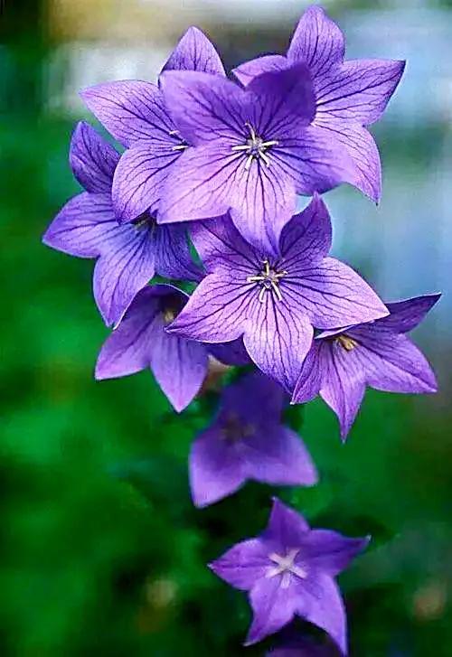 原创花卉作品·桔梗花·花中处士，不慕繁华。已然成为园林新宠。