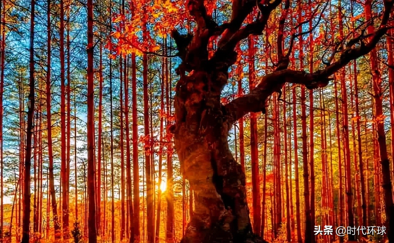 2024骞村姞鎷垮ぇ绉绘皯璁″垝,2023骞村姞鎷垮ぇ绉绘皯浜烘暟