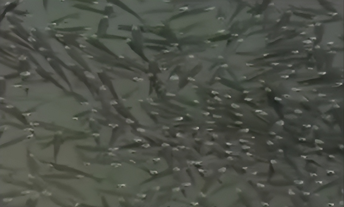 日本的地震前反常现象,揭秘日本地震来临有哪些应对措施