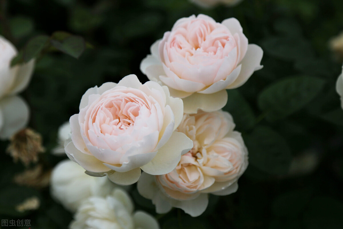 十首诗词最懂夏天的美,夏天最美的七言绝句诗