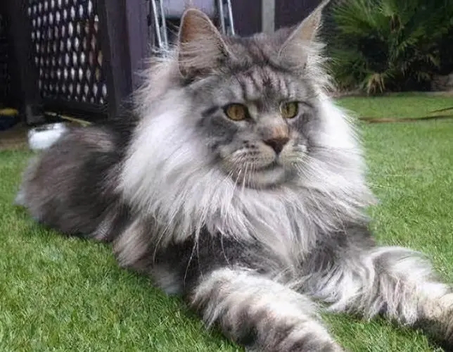 养猫咪养什么品种的猫咪比较好,什么品种的猫咪最好养最温顺的