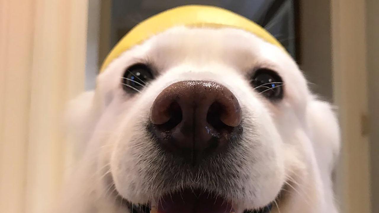 怎么自己在家给狗狗体检,在家给狗狗做检查