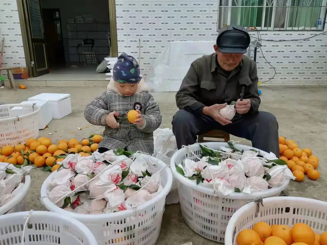 回老家创业种柑橘,大学生创业种柑橘
