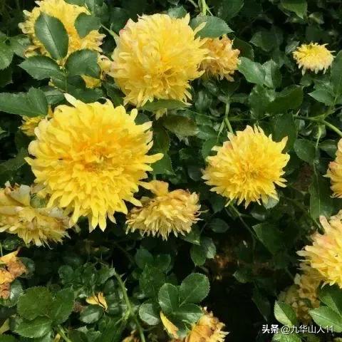 大花浓香勤花的月季品种,大花月季品种介绍大全图片及价格