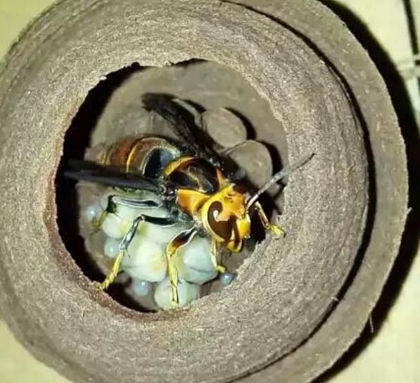 150元一斤，被叫做“天上人参”，被蛰很危险，却很好吃