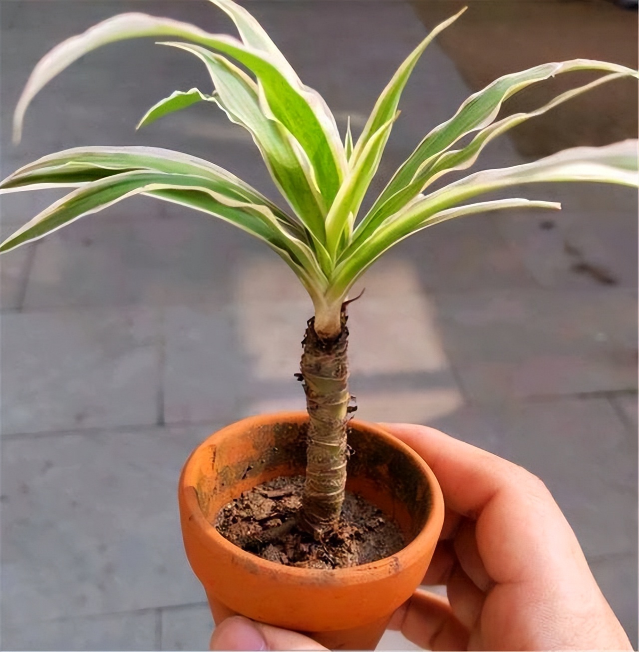 吊兰养活,普通吊兰怎么养才能更旺盛