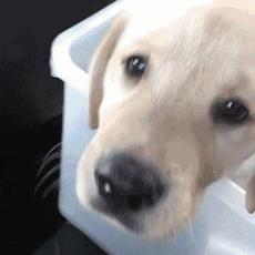 拉布拉多怎么避免肥胖,养一只拉布拉多一个月花多少钱