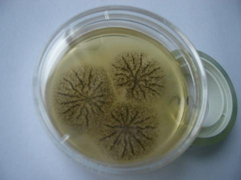 鲍鱼中常见的寄生虫,鲍鱼饲料有毒吗