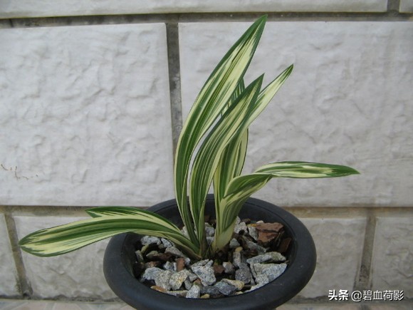 达摩墨兰多少钱一盆,一盆兰花卖了600元