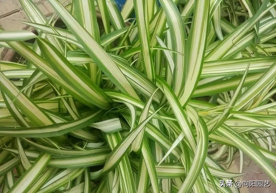 养花杀手图,养花植物杀手