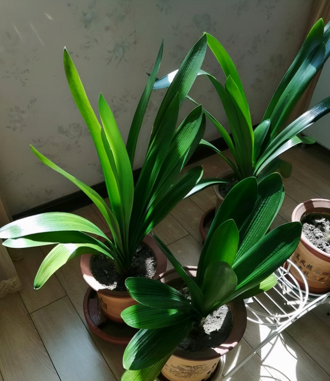 君子兰怎么养才能长得快又茂盛,君子兰怎样才能养出精品