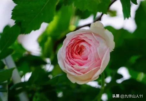 藤本月季品种列表,小型的藤本月季品种