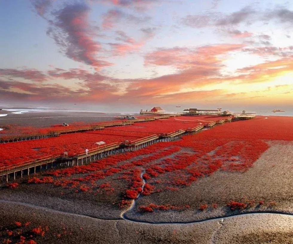 红海滩最佳观赏季是几月,红海滩一年四季都可以吗