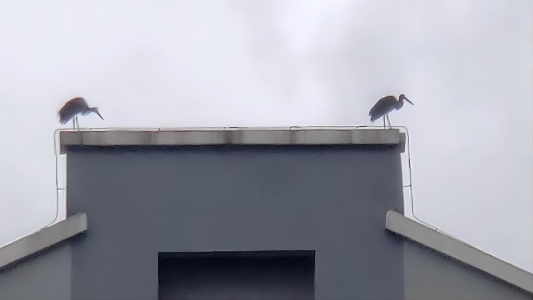 师大寻鸟记，这些小可爱，你都见过吗？