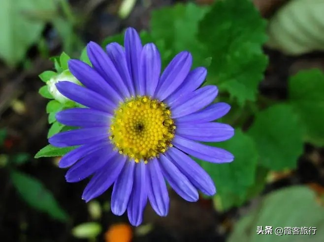 菊花有多少种颜色分别是什么色,菊花的品种分类以及颜色和形状