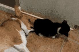 狗狗交配期间，千万不能打断它们，后果你想象不到