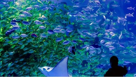 阜阳攻略夏天景点推荐,阜阳夏天游玩攻略路线