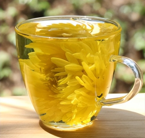 荷兰菊花的养殖方法和注意事项,新扦插的菊花小苗怎么养殖