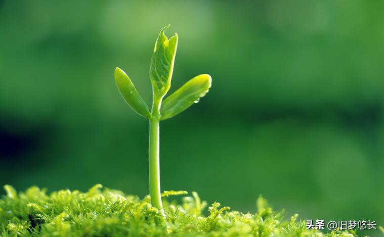 十天干中的甲对应数字是,甲与十天干的关系