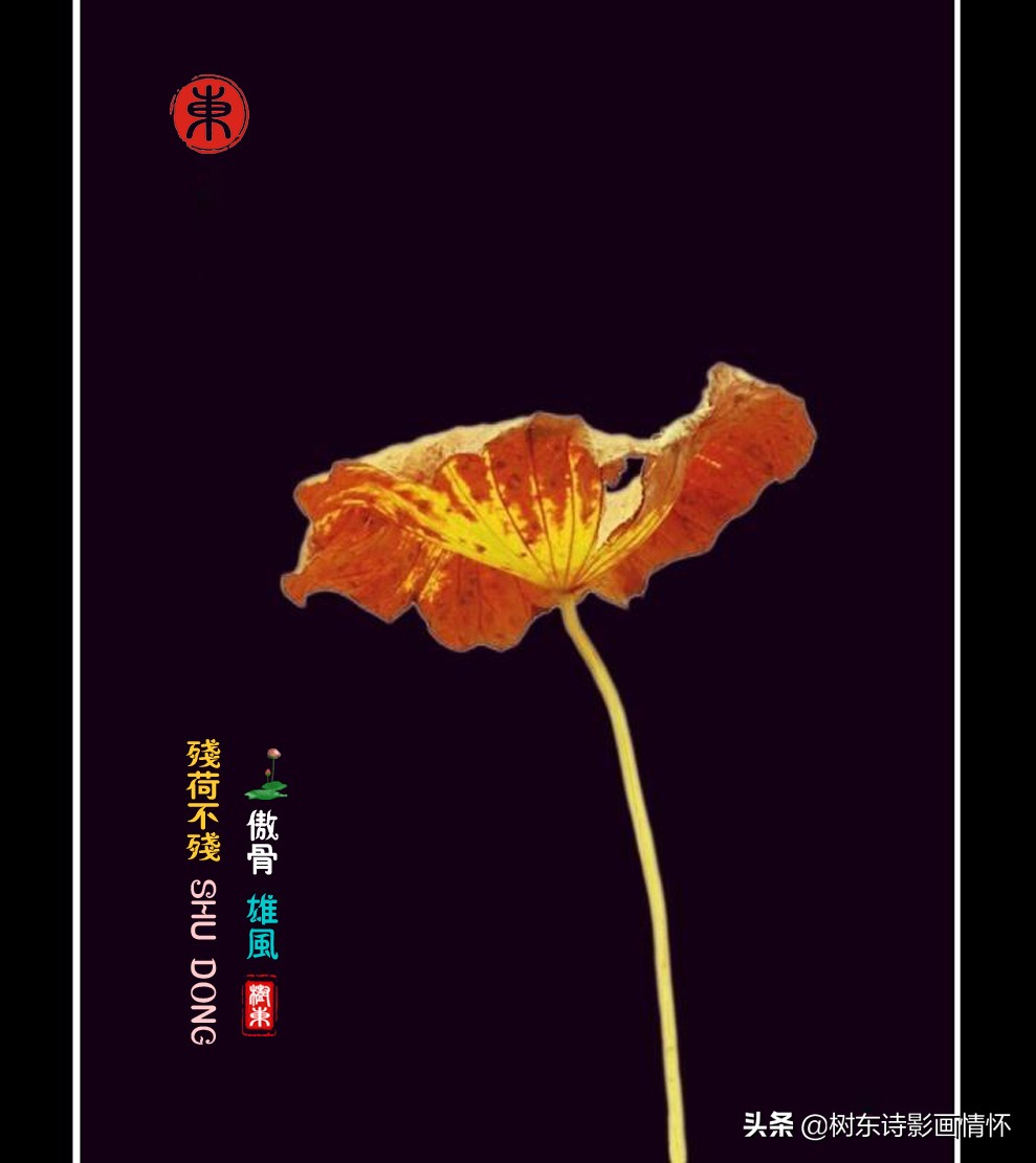 荷花美出淤泥而不染,这才是真正的荷花出淤泥而不染