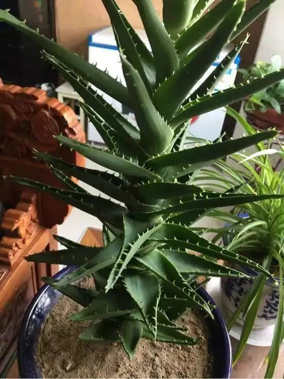 极度耐阴常绿10种花,6种花特别耐阴