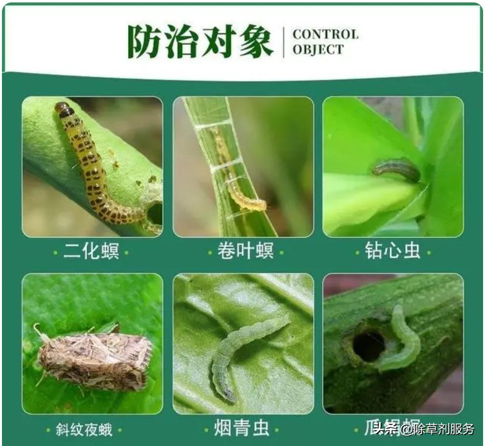 氯虫苯甲酰胺能用什么代替,氯虫苯甲酰胺怎么用