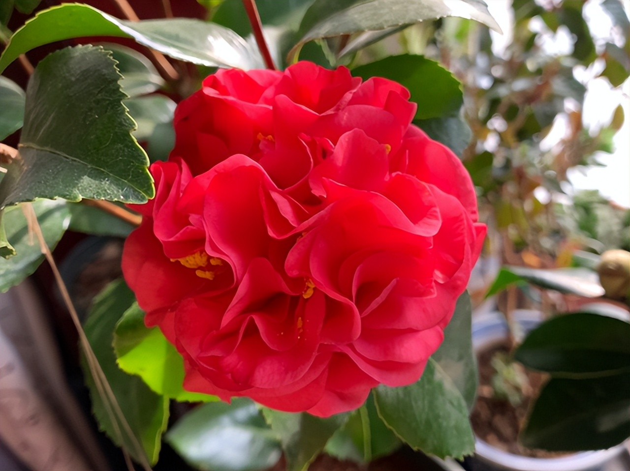 比牡丹美的花,比牡丹还漂亮的茶花