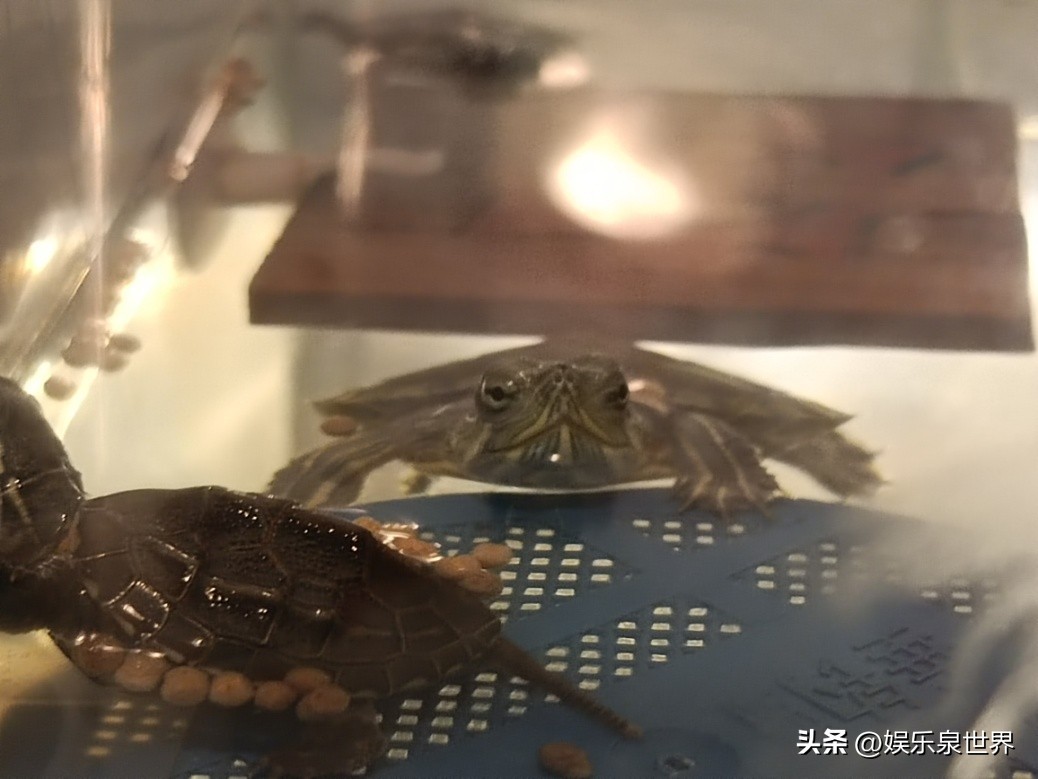 小乌龟不知道怎么吃东西怎么办,小乌龟怎么都不吃东西
