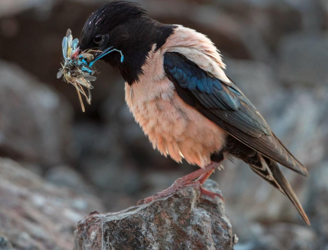 4000亿蝗虫怎么被消灭的,2000年新疆蝗虫是怎么灭的