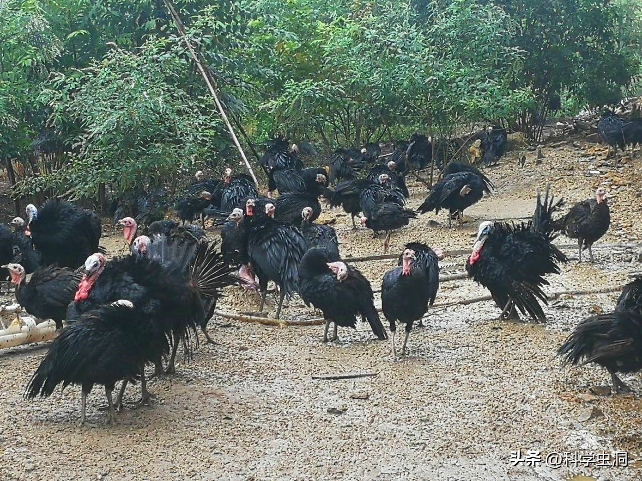 西方为什么喜欢火鸡,西方人为什么喜欢火鸡