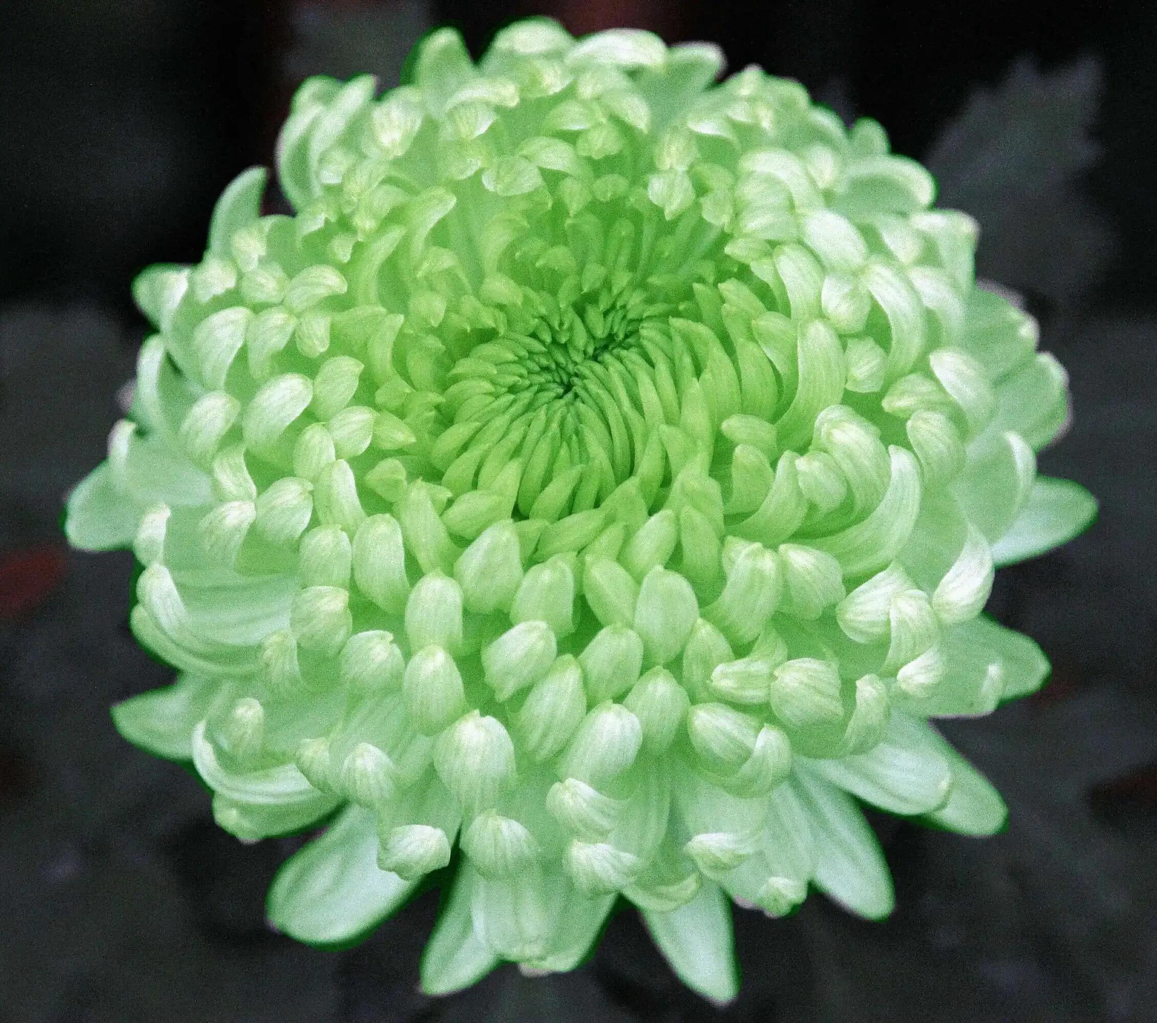 绿牡丹菊花名贵稀有吗,菊花绿牡丹介绍