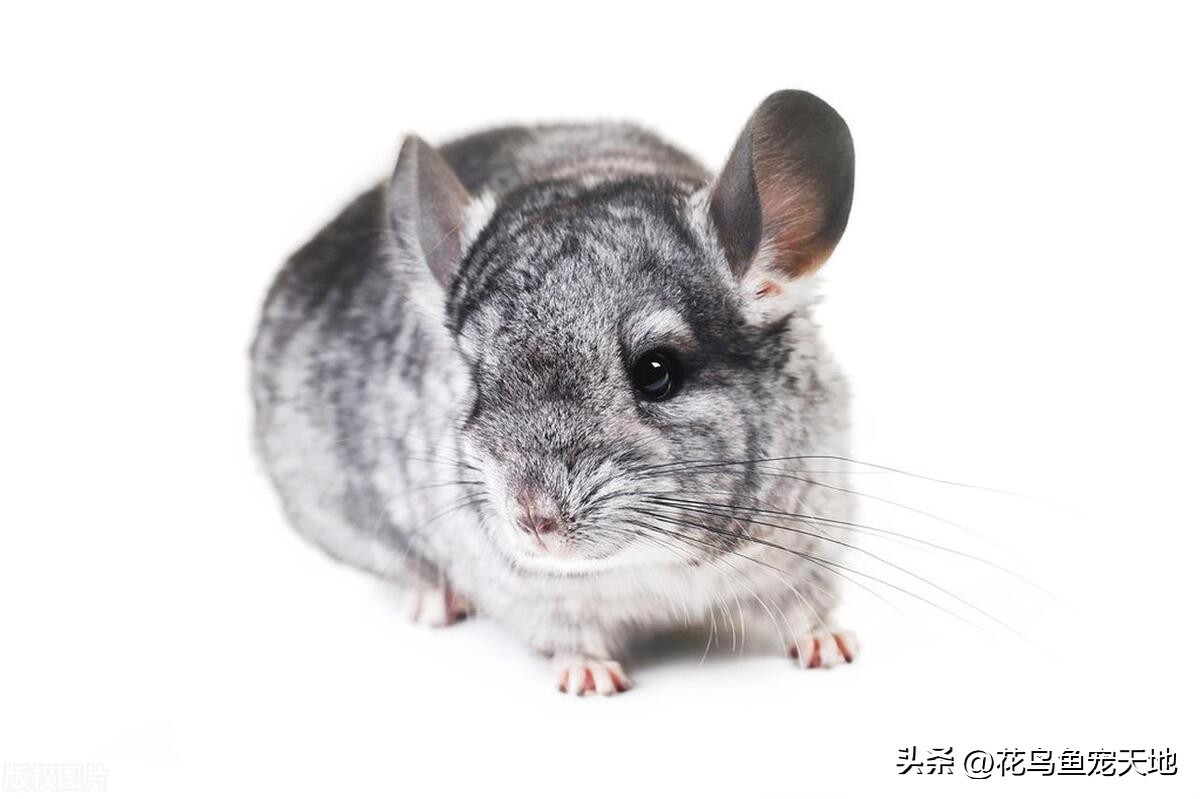 龙猫的缺点和优点有哪些,龙猫皮肤问题