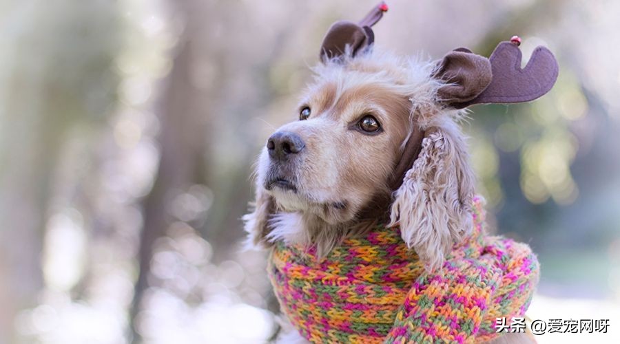 狗狗咳嗽干呕吃什么药有效果,狗狗咳嗽干呕发出咔咔咔的声音