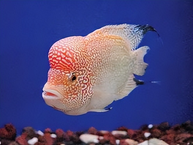 热带鱼漂亮吗,认识热带鱼幼儿视频