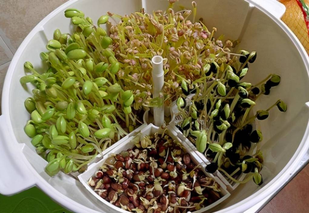 自制免浇水发豆芽,自己怎么做发豆芽神器
