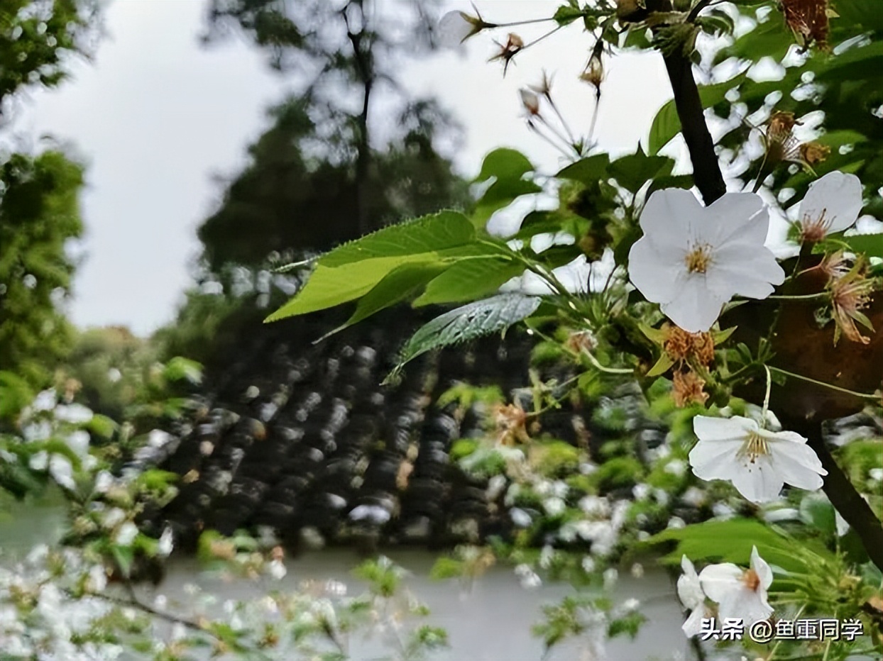 今年闰三月清明节可以扫墓吗,清明节哪六种人不适合上坟扫墓